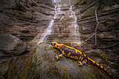 Salamandre tachetée (Salamandra salamandra) se reposant près d'une chute d'eau, Cascate Brazza di Racca, Parma, Italie.