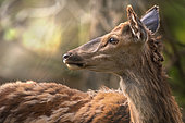 Red deer (Cervus elaphus) female deer profile, Parco Nazionale d'Abruzzo, L'Aquila, Civitella Alfedena, Italy