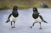 Two Eurasian Magpie (Pica pica) on ice, Ramiola, Parma, Italy