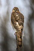 Sparrowhawk (Accipiter nisus) on a post, Ravadese, Parma, Italy