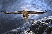White-tailed Eagle (Haliaeetus albicilla) taking off, Svolvaer, Lofoten, Norway