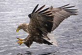 White-tailed Eagle (Haliaeetus albicilla) fishing, Svolvaer, Lofoten, Norway
