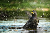 Starling (Sturnus vulgaris) in the water, Massumatico, Bologna, Italy