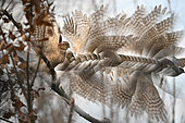 Sparrowhawk (Accipiter nisus) take off sequence, Ravadese, Parma, Italy