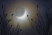 Cormorants (Phalacrocorax sp) in the moonlight, Villarotta, Reggio Emilia, Italy