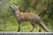 Red Fox (Vulpes vulpes) on the road, Parco Nazionale d'Abruzzo, L'Aquila, Civitella Alfedena, Italy