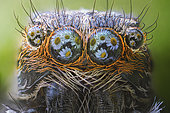 Reflets de Marguerites dans les yeux d'une Araignée sauteuse, Mantoue, Plaine du Pô, Italie