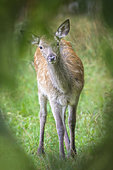 Red Deer (Cervus elpahus) female, Parco Nazionale d'Abruzzo, L'Aquila, Civitella Alfedena, Italy