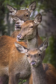 Red Deer (Cervus elpahus) family, Parco Nazionale d'Abruzzo, L'Aquila, Civitella Alfedena, Italy