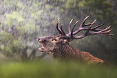 Red Deer (Cervus elpahus) male bellowing under the rain, Parco Nazionale d'Abruzzo, L'Aquila, Italy