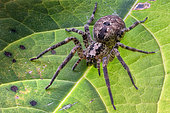 Wolf spider (Lycosidae sp) on a leaf, view from the top, Villarotta, Reggio Emilia, Italy