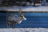 Reindeer (Rangifer tarandus) in the snow, Kringlen, Lofoten, Norway