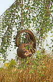 Tree pangolin (Phalanginus (= Manis) tricuspis) in a tree, Togo, W. and C. Africa, Controlled conditions