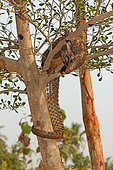 Tree pangolin (Phalanginus (= Manis) tricuspis) in a tree, Togo, W. and C. Africa, Controlled conditions