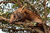 Tree pangolin (Phalanginus (= Manis) tricuspis) in a tree, Togo, W. and C. Africa, Controlled conditions