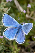 Adonis blue (Lysandra bellargus) male in april, Vaucluse, France
