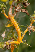 Rust (Melampsora pulcherrima) infecting Annual mercury (Mercurialis annua) in april, Gard, France