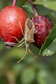 Box bug (Gonocerus acuteangulatus) on Dog rose (Rosa sp.) hips, Vaucluse, France