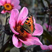 Butterfly, Dahlia HS Wink ®