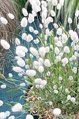 Lagurus ovatus Bunny Tails