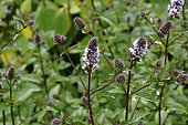 Mentha x piperita