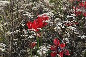 Anthriscus sylvestris Ravenswing, Tulipa