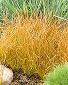 Carex testacea Prairie Fire