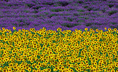 Sunflowers on a lavender field background. A beautiful combination of colors. Valensole. Provence. France