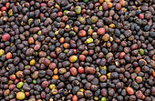 Grains of ripe coffee close-up. Coffee plantation. East Africa.