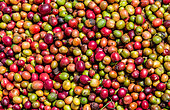Grains de café mûrs en gros plan. Plantation de café. Afrique de l'Est.