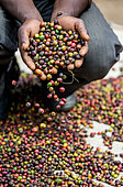 Grains de café mûrs dans les mains d'une personne. Plantation de café. Afrique de l'Est.