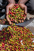 Grains de café mûrs dans les mains d'une personne. Plantation de café. Afrique de l'Est.