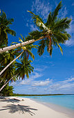 Coconut palms on blue sky background. Indonesia. Indian Ocean.