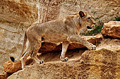 Barbary lion female Panthera leo leo Extinct in the wild N. Africa Captivity