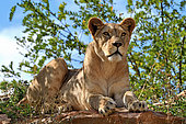 Barbary lion female (Panthera leo leo). Extinct in the wild. N. Africa Captivity