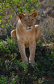 Barbary lion female (Panthera leo leo). Extinct in the wild. N. Africa Captivity