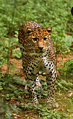 Javan leopard ( Panthera pardus melas) Java. Endemic Critically endangerd (less than 250 mature individuals)