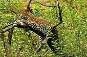 Javan leopard ( Panthera pardus melas) Java. Endemic Critically endangerd ( less than 250 mature individuals)