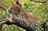 Javan leopard ( Panthera pardus melas) Java. Endemic Critically endangerd ( less than 250 mature individuals)