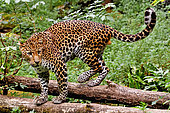 Javan leopard ( Panthera pardus melas) Java. Endemic Critically endangerd (less than 250 mature individuals)