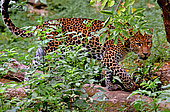 Javan leopard ( Panthera pardus melas) Java. Endemic Critically endangerd (less than 250 mature individuals)