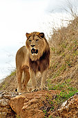 Barbary lion male (Panthera leo leo), Extinct in the wild, N. Africa, Captivity