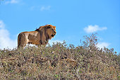 Barbary lion male (Panthera leo leo), Extinct in the wild, N. Africa, Captivity