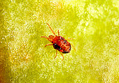 Twospotted Spider Mite (Tetranychus urticae) in motion on an apple. Length = 0.42 mm
