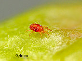 Twospotted Spider Mite (Tetranychus urticae) in motion on an apple