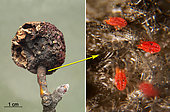 A. Apple mummy left on the twig (2021), B. Twospotted Spider Mite (Tetranychus urticae) on the stalk of the mummy (macrography) on 04.04.2022, Banyuls sur mer, Pyrénées-Orientales, France