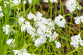 White English Bluebells (Hyacinthoides non-scripta) 'Alba', flowers