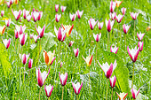 Lady Tulip (Tulipa clusiana), Tulipa clusiana 'Peppermint Stick', Tulipa clusiana var. chrysantha, Parc Floral Vincennes, Paris, France