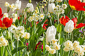 Massif de bulbes de printemps, Tulipes, narcisses et primevères