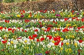 Spring bulb bed, Tulips and primeroses